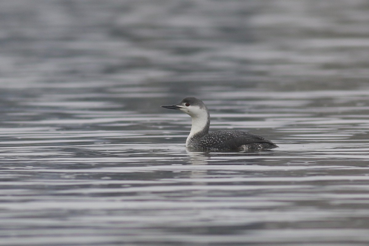 Red-throated Loon - ML144793981