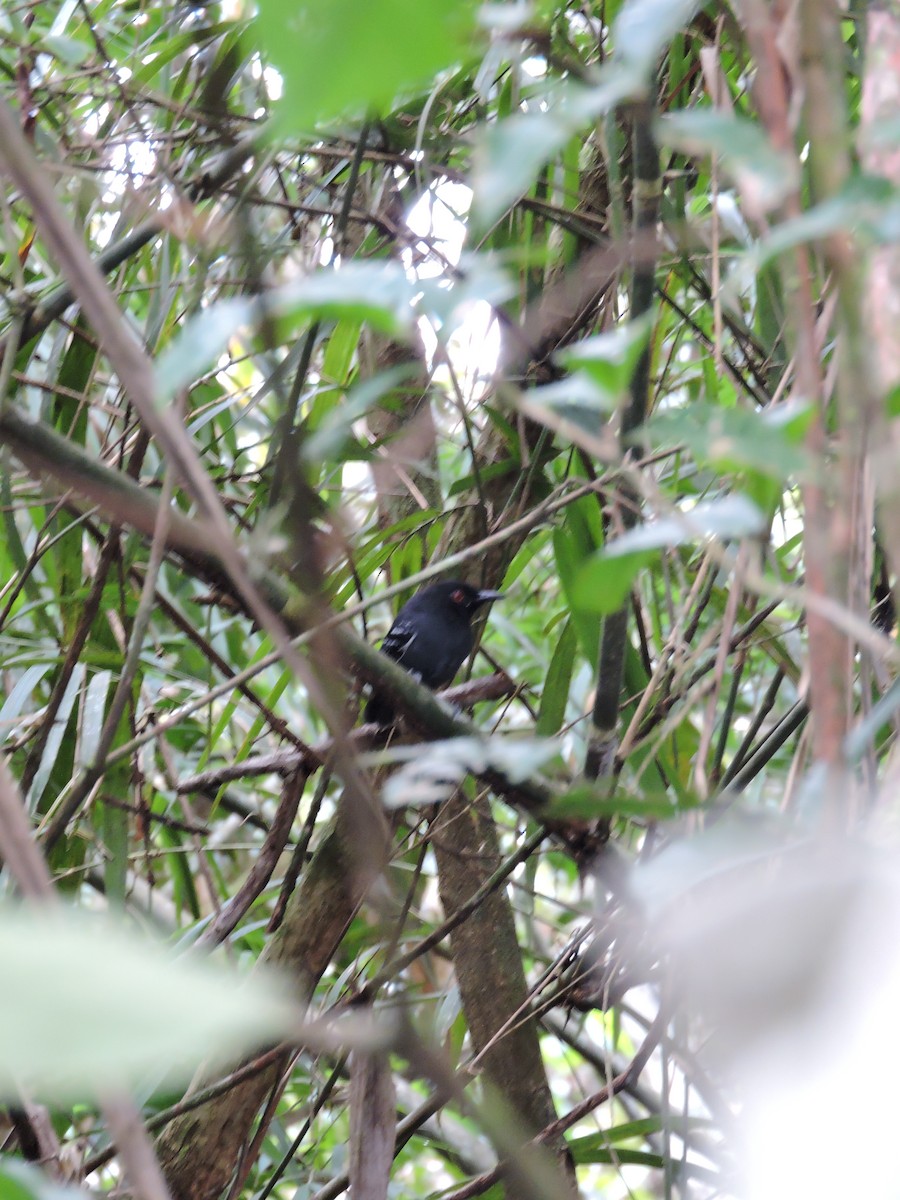 Black-tailed Antbird - ML144794391