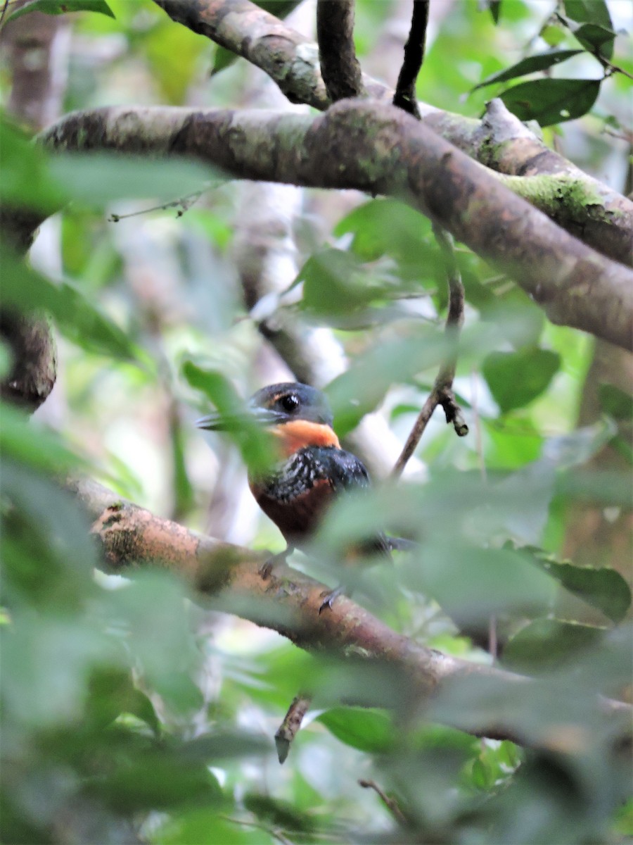 Green-and-rufous Kingfisher - Ginny Culver