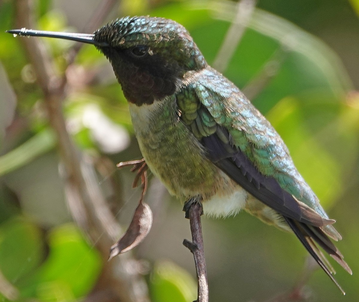 Ruby-throated Hummingbird - Anne Pancella