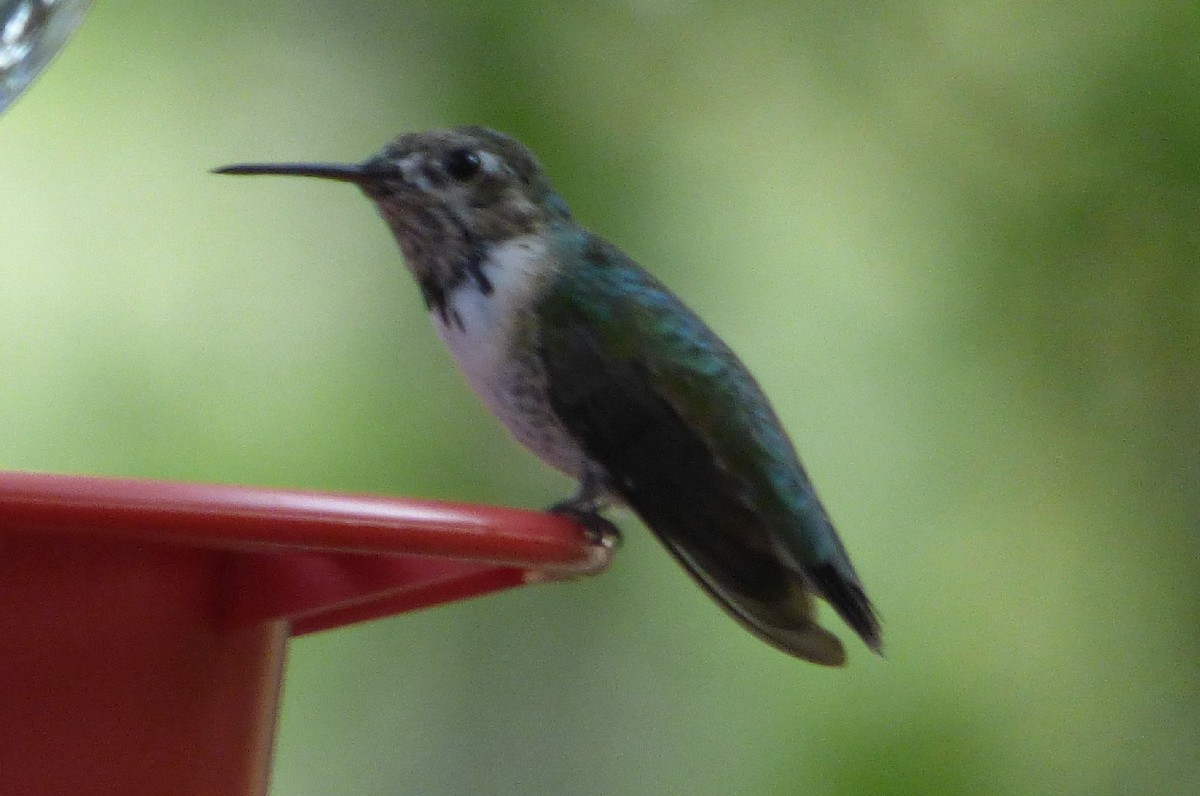 Calliope Hummingbird - ML144794591