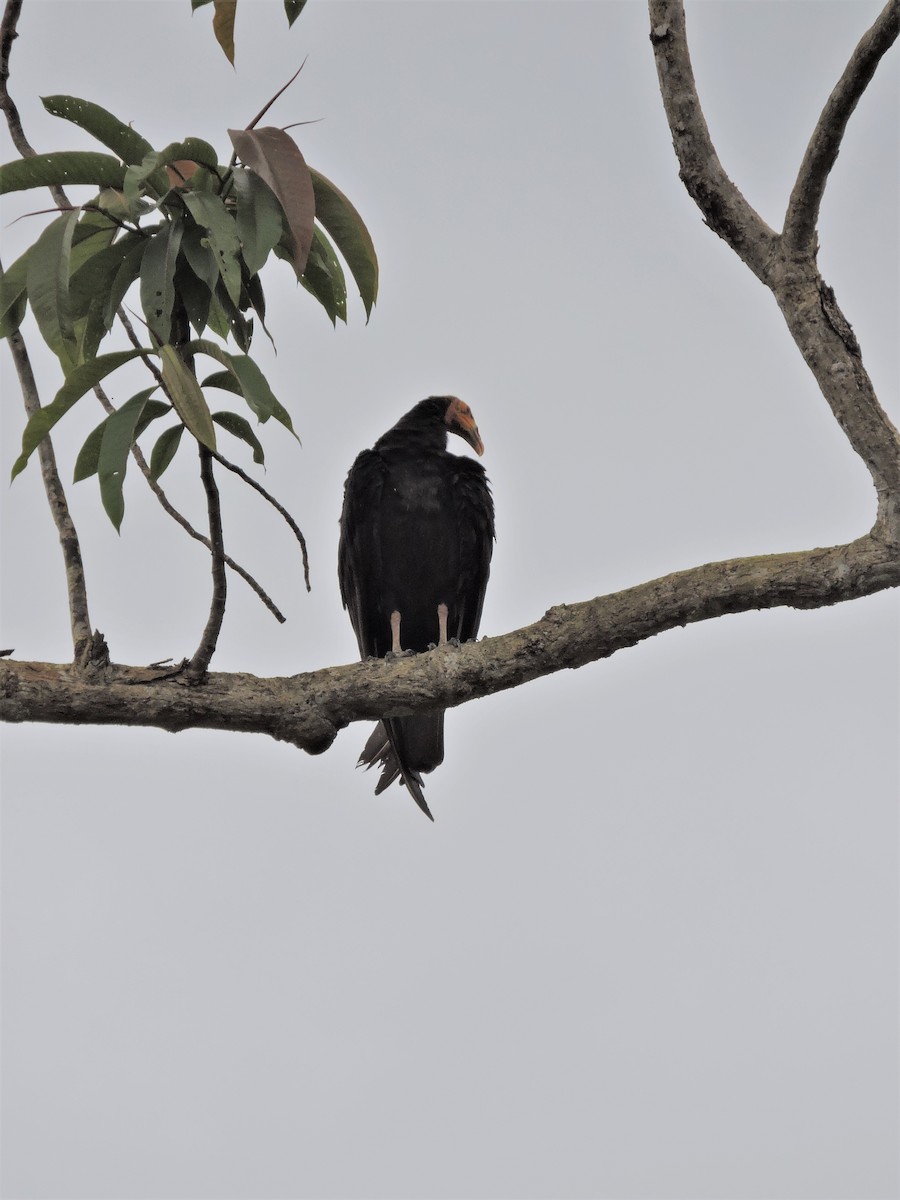 Lesser Yellow-headed Vulture - Ginny Culver