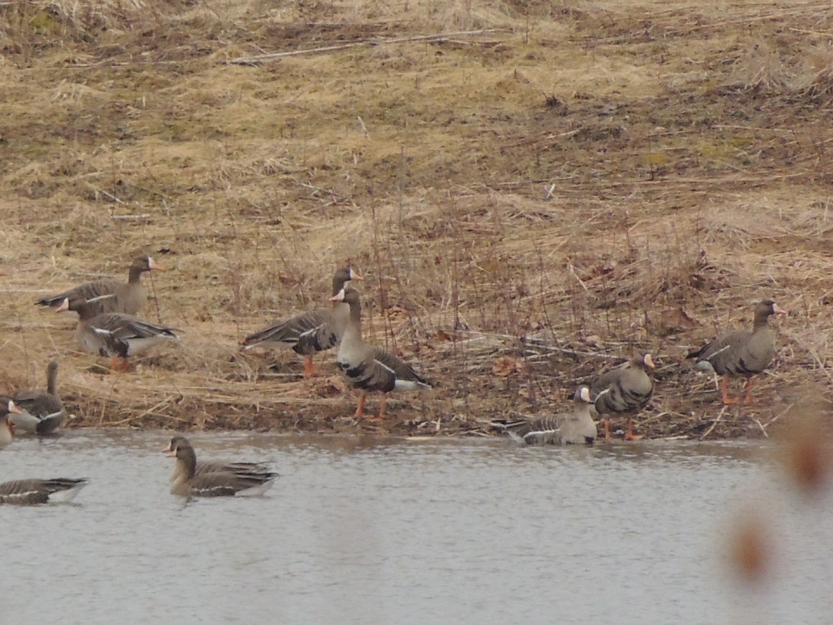 Greater White-fronted Goose - ML144797191