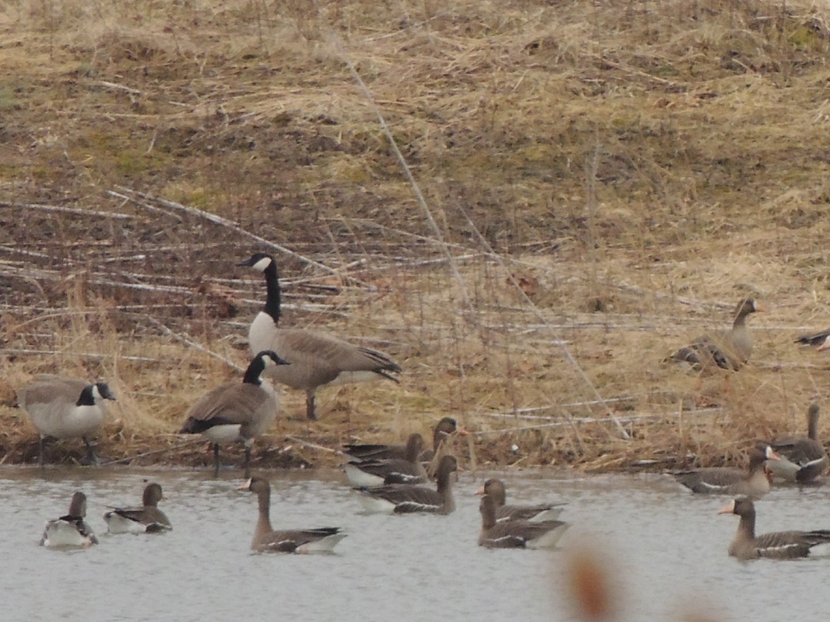 Greater White-fronted Goose - ML144797231