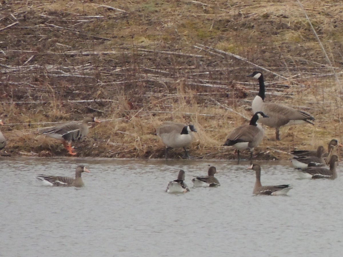 Greater White-fronted Goose - ML144797431