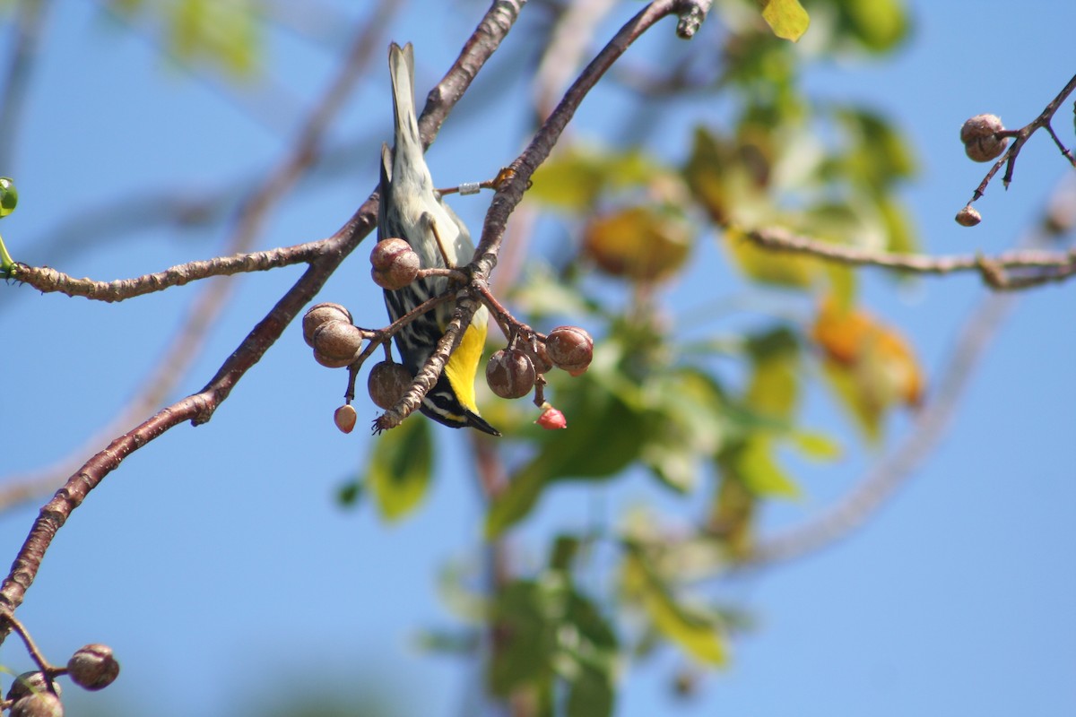 Yellow-throated Warbler - ML144799161