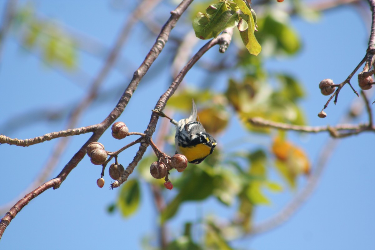 Yellow-throated Warbler - ML144799181