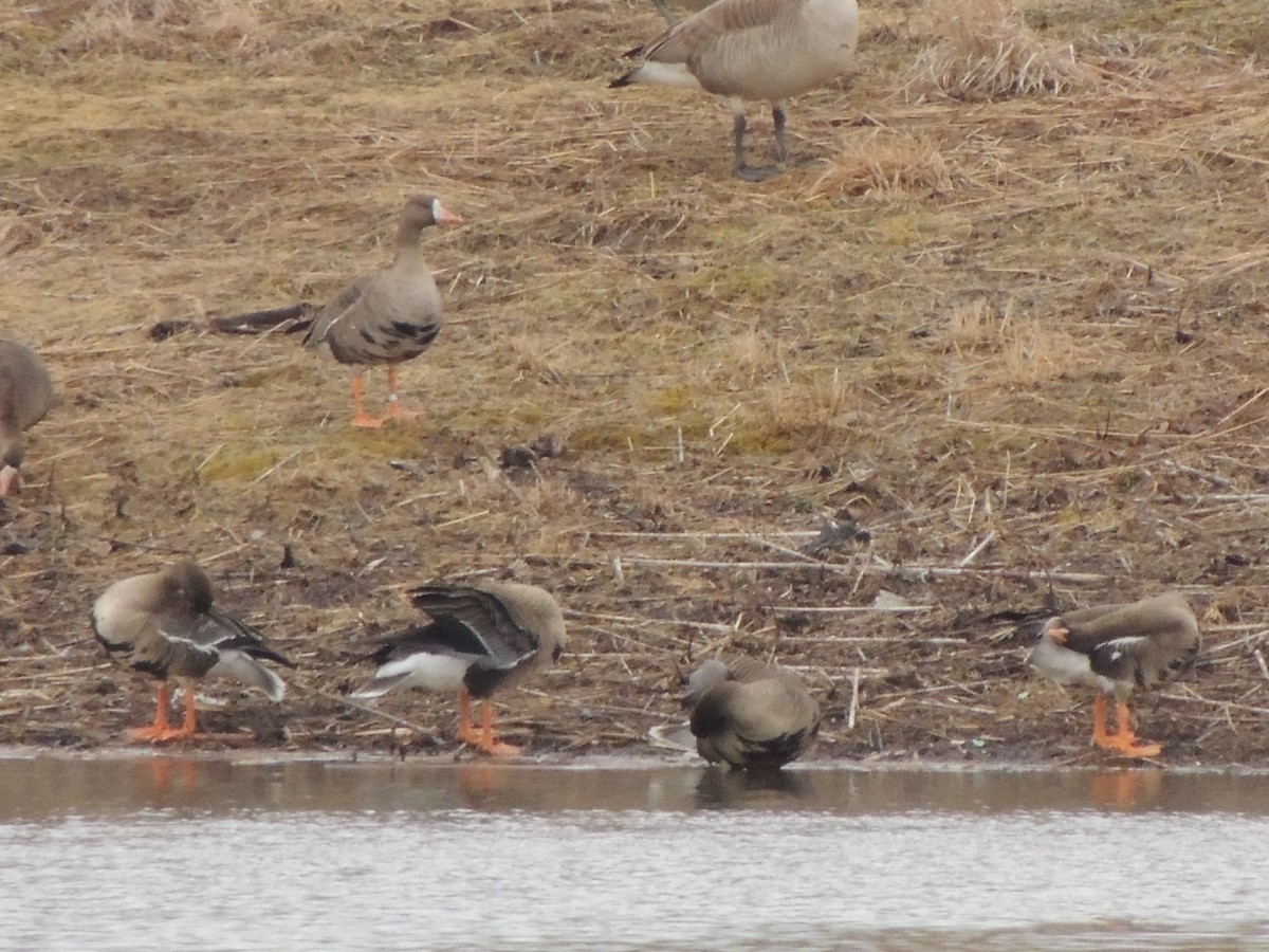 Greater White-fronted Goose - ML144799311