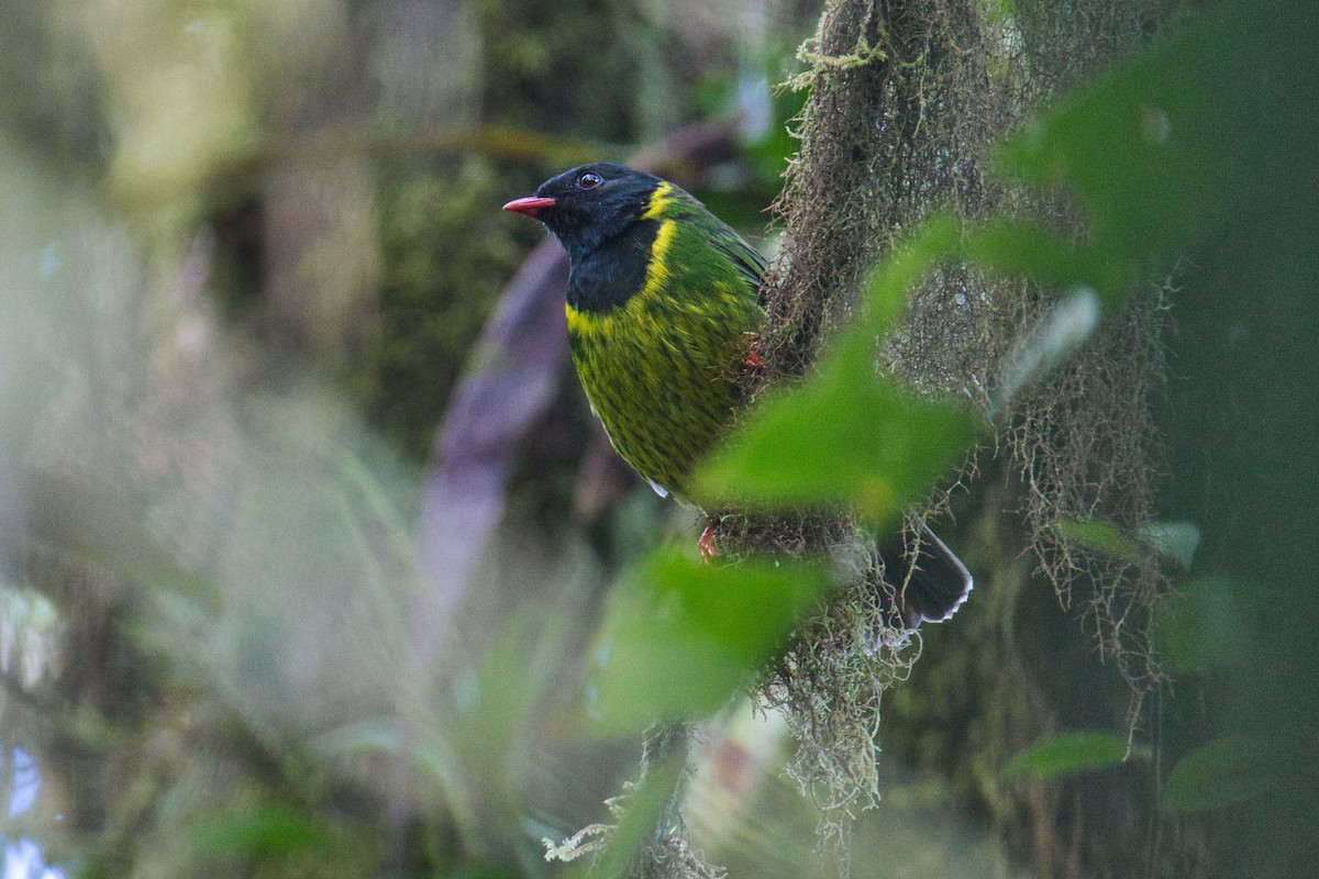 Green-and-black Fruiteater - ML144801201