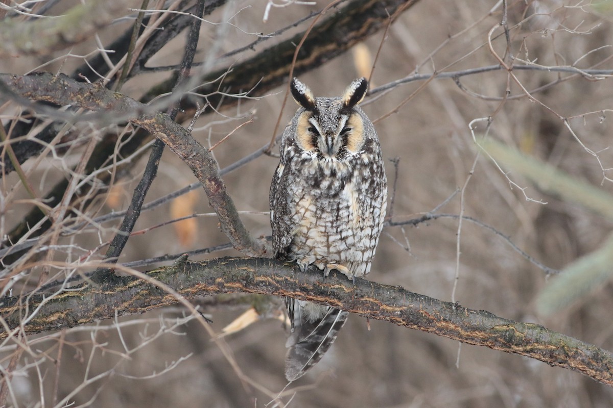 Long-eared Owl - ML144802621