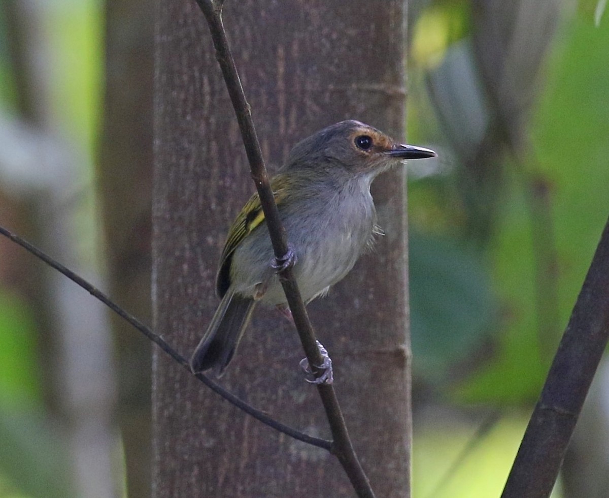 Rusty-fronted Tody-Flycatcher - Kenneth Trease