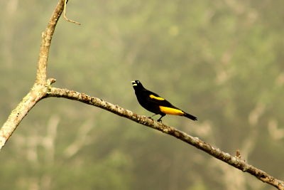 Yellow-rumped Cacique - ML144807721