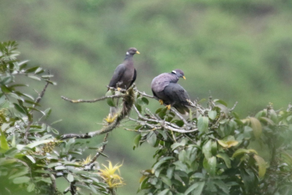 Band-tailed Pigeon - Gil Ewing