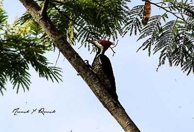 Crimson-crested Woodpecker - ML144808471