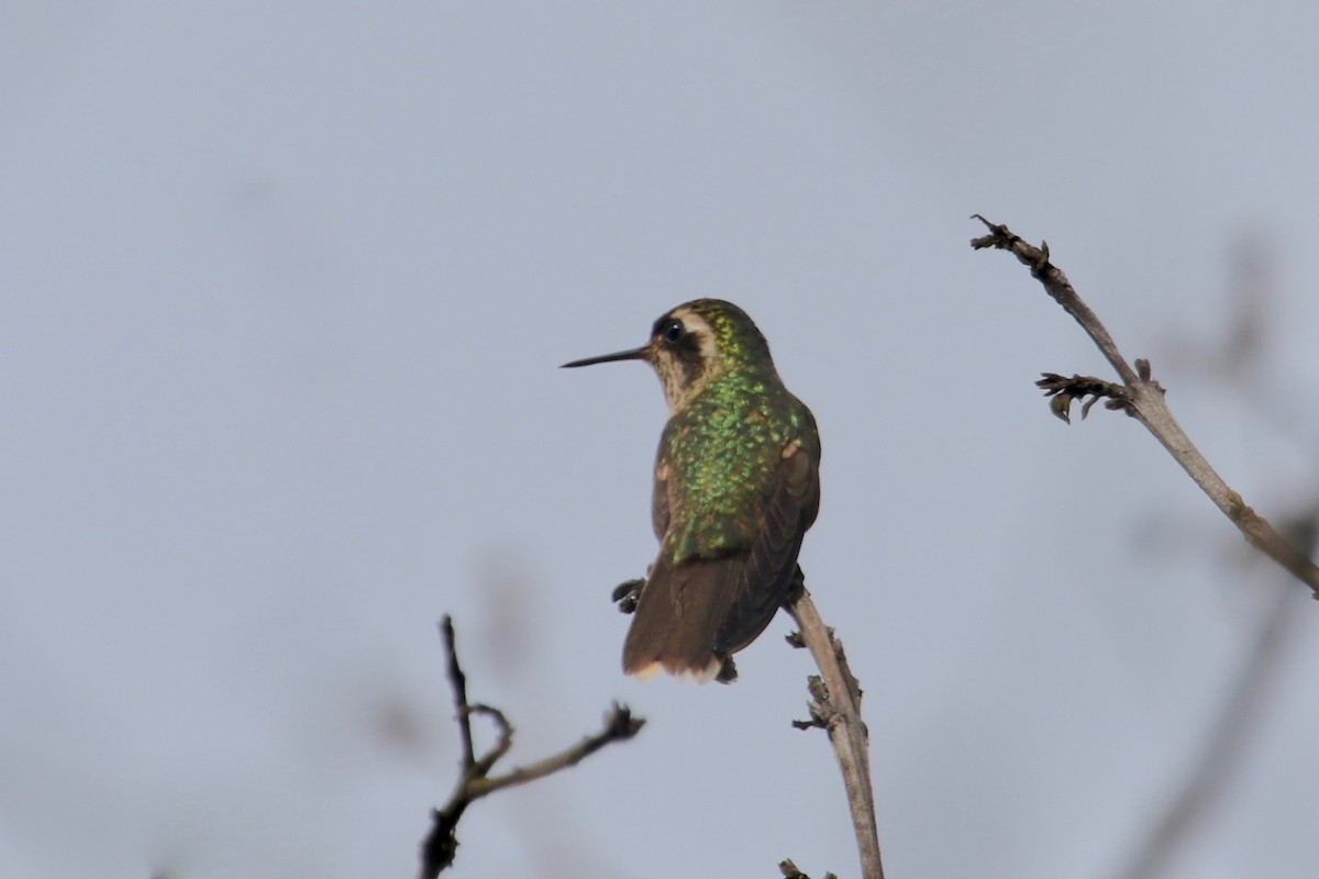 Speckled Hummingbird - ML144808481