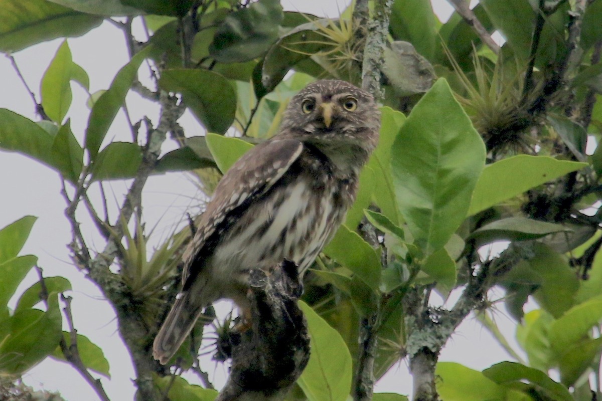 Peruvian Pygmy-Owl - ML144808521