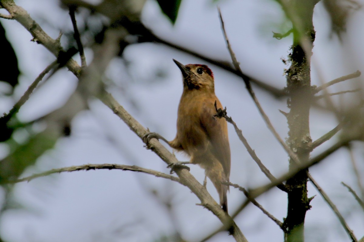 Smoky-brown Woodpecker - ML144808681