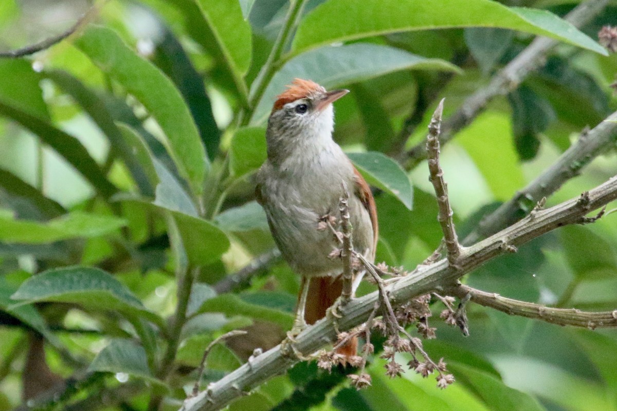 Line-cheeked Spinetail - ML144808921