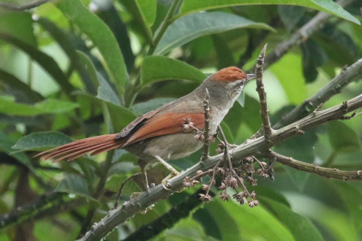 Line-cheeked Spinetail - ML144808931