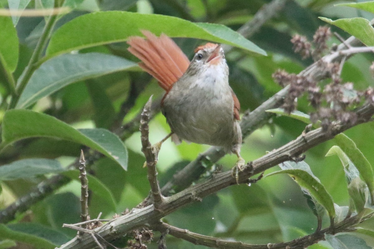 Line-cheeked Spinetail - ML144809031