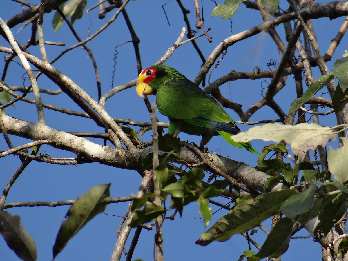 Yellow-lored Parrot - ML144810341