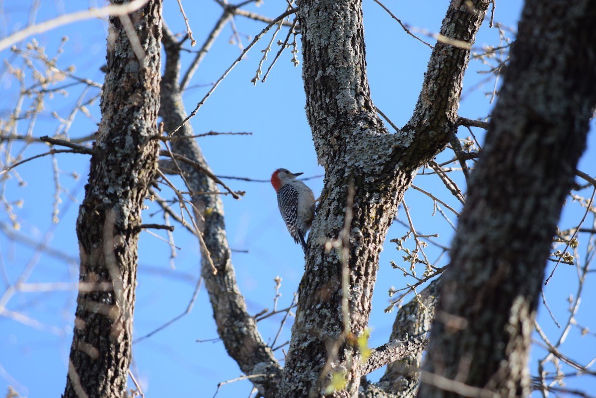Red-bellied Woodpecker - Zack Saavedra