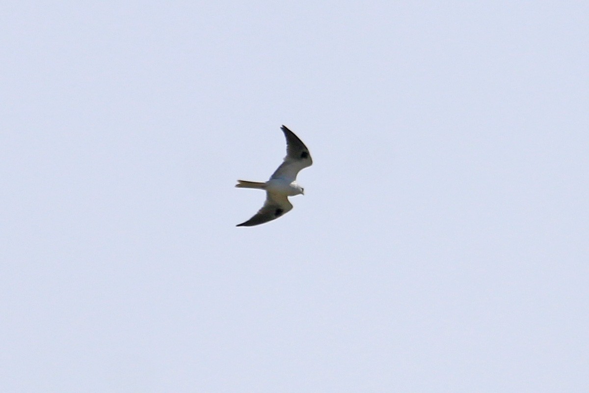 White-tailed Kite - Richard Fray