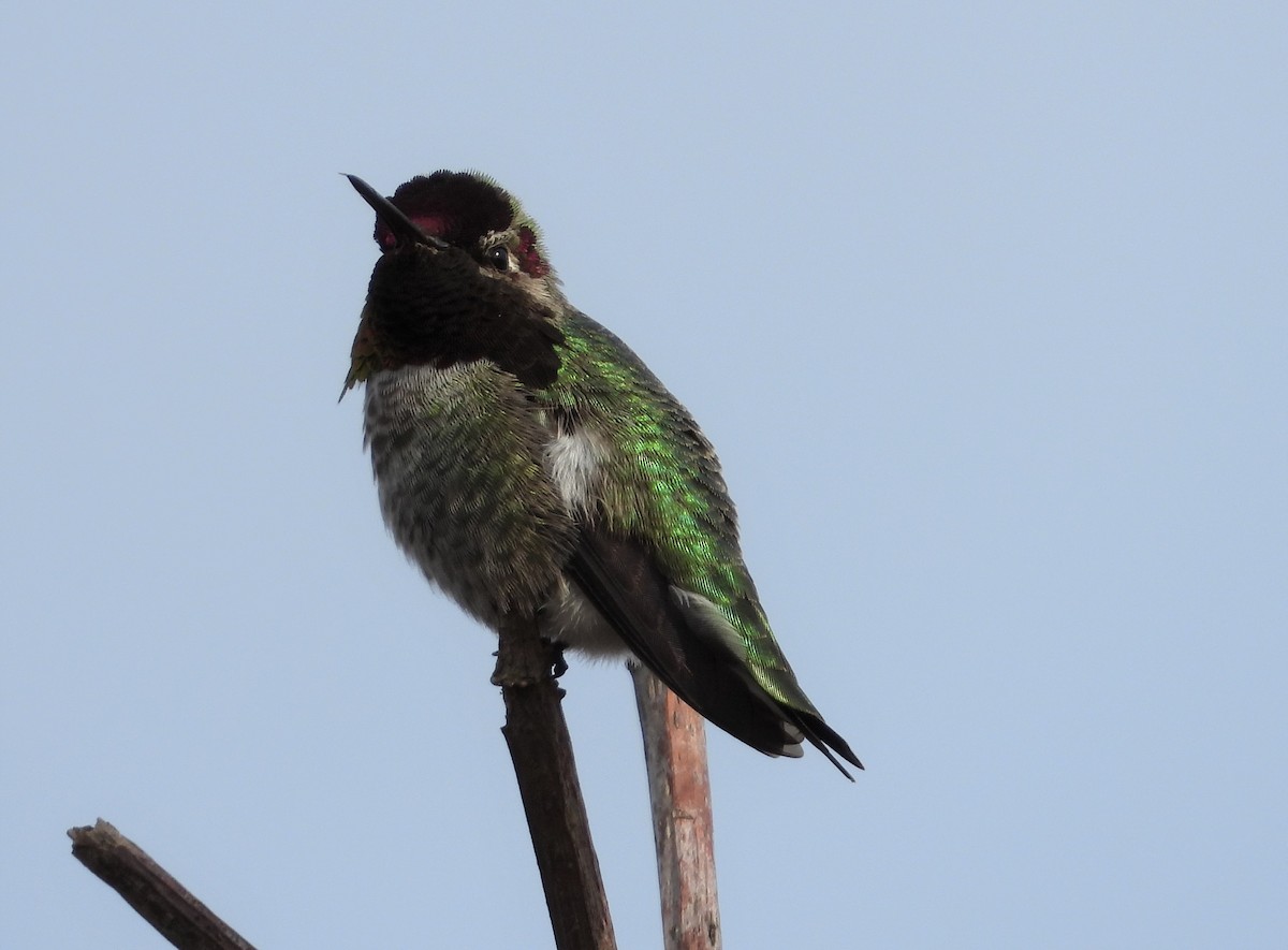 Anna's Hummingbird - ML144813971
