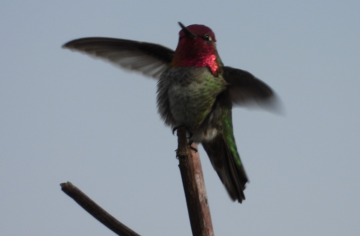 Anna's Hummingbird - Dale Floer