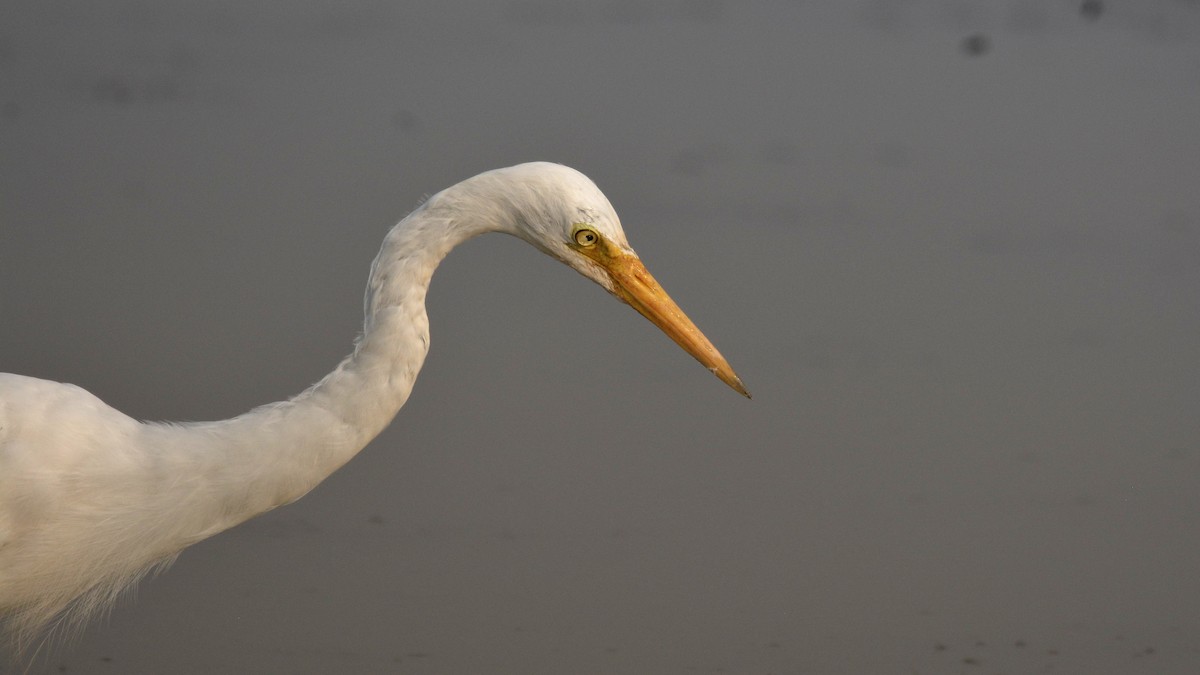 Medium Egret - Prem Prakash Garg