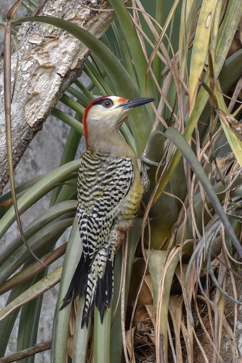 West Indian Woodpecker - ML144816701