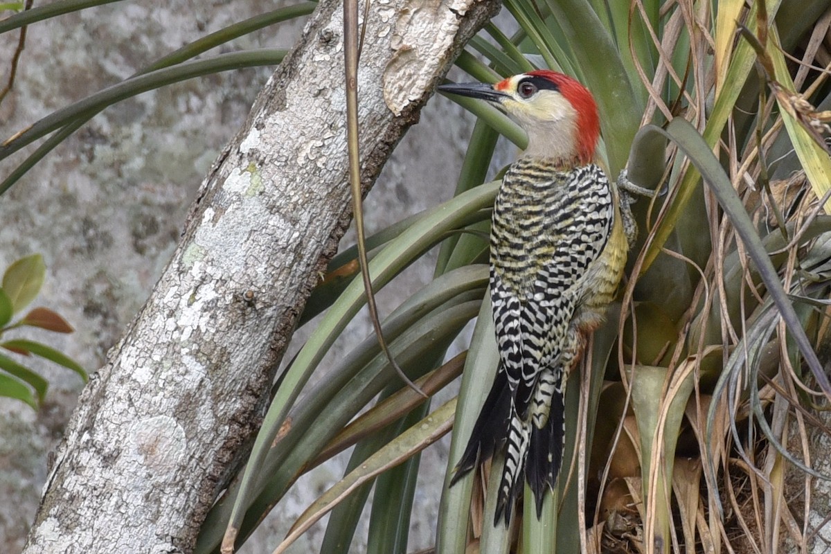 West Indian Woodpecker - Anonymous