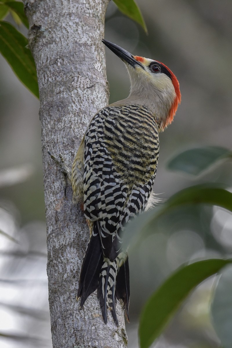West Indian Woodpecker - ML144816731