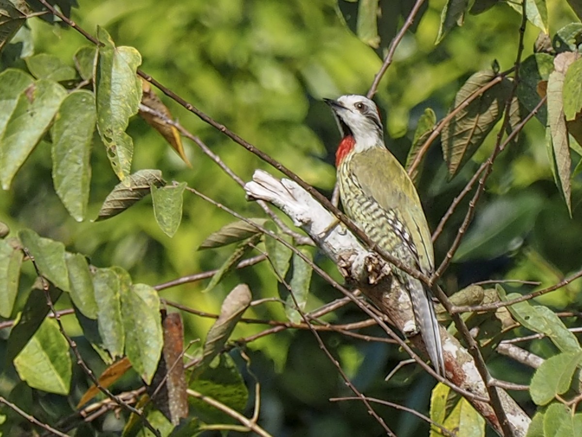 Cuban Green Woodpecker - Anonymous