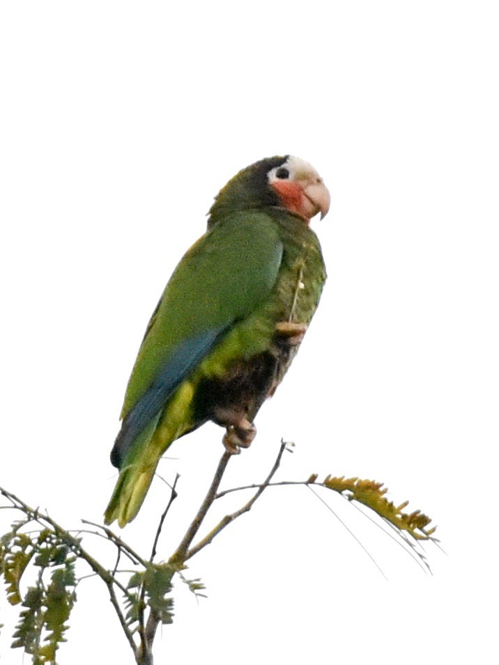 Cuban Parrot (Cuban) - ML144818081