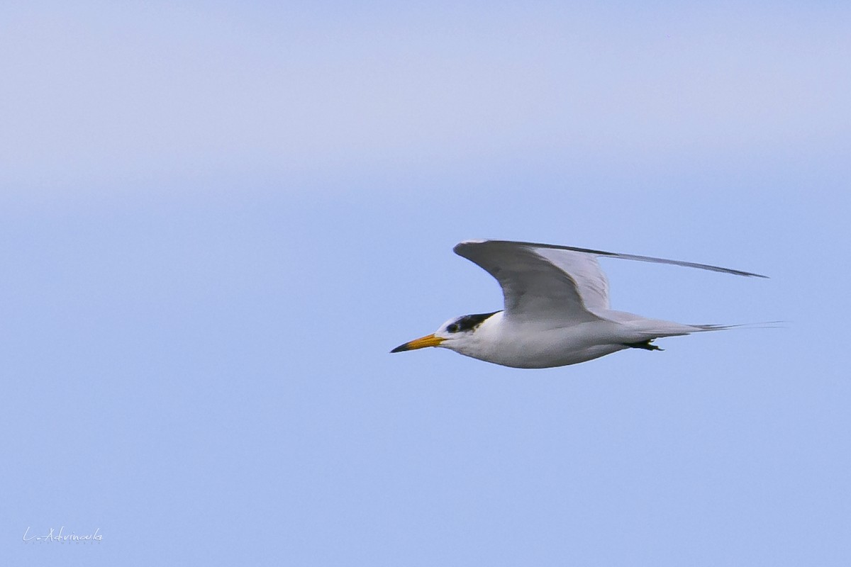 Chinese Crested Tern - ML144819151