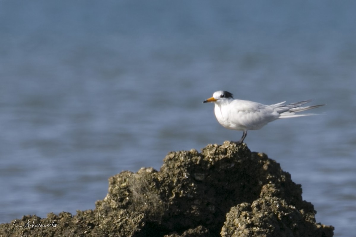 Chinese Crested Tern - ML144819161