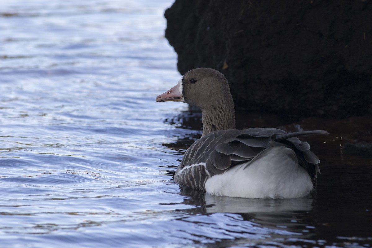 Greater White-fronted Goose - ML144819431