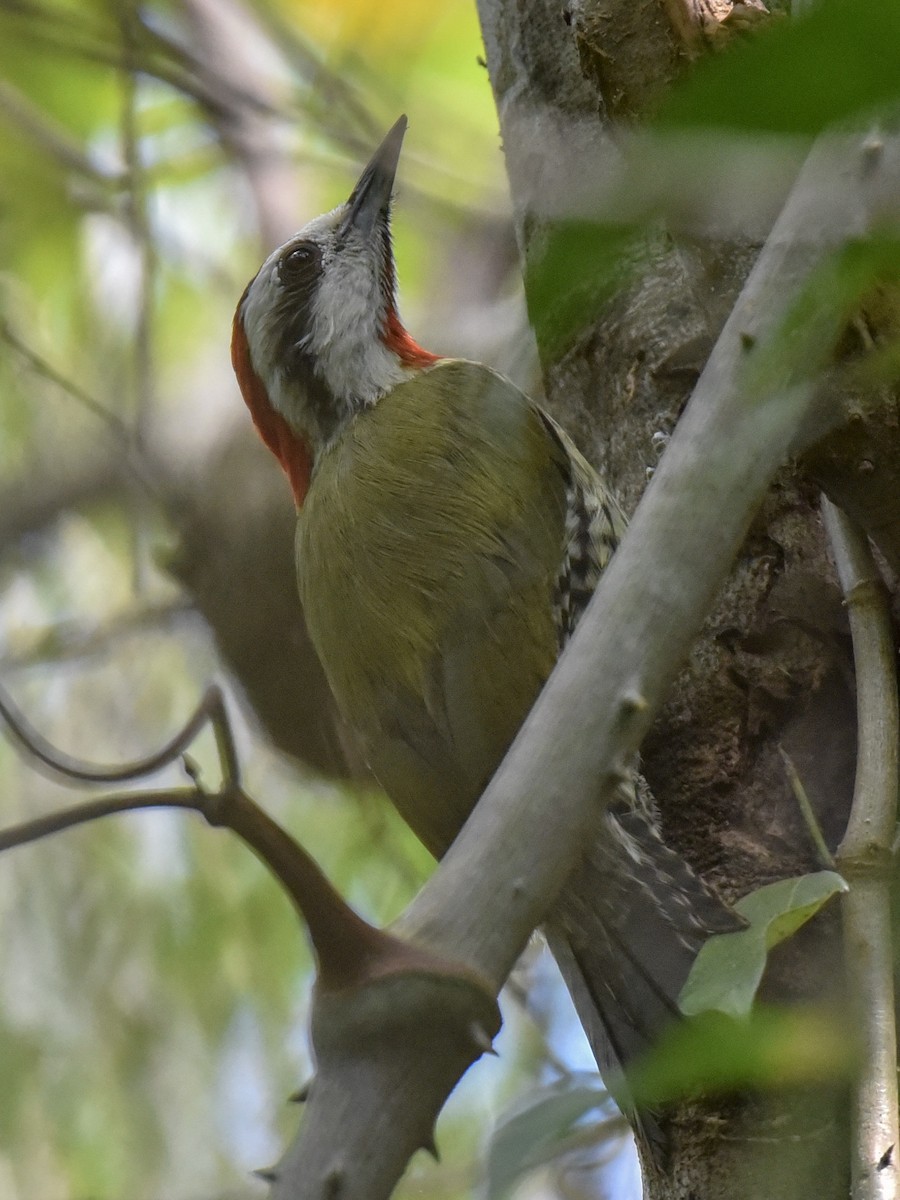 Cuban Green Woodpecker - Anonymous