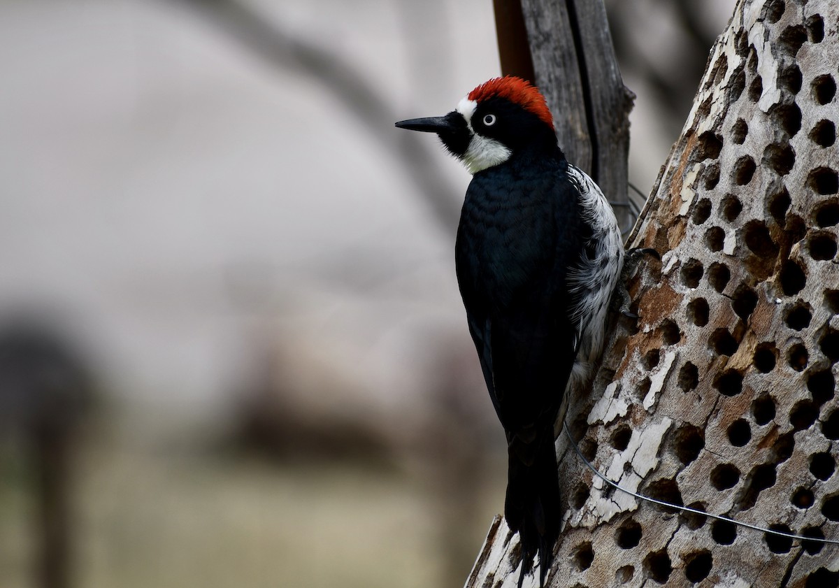 Acorn Woodpecker (Acorn) - Frank Stetler