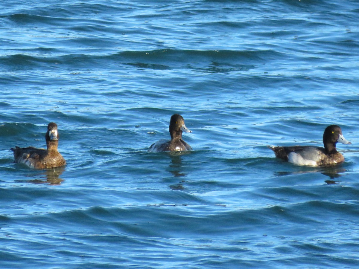 Greater/Lesser Scaup - ML144822231