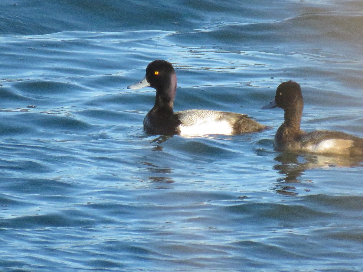 Greater/Lesser Scaup - Annika Andersson