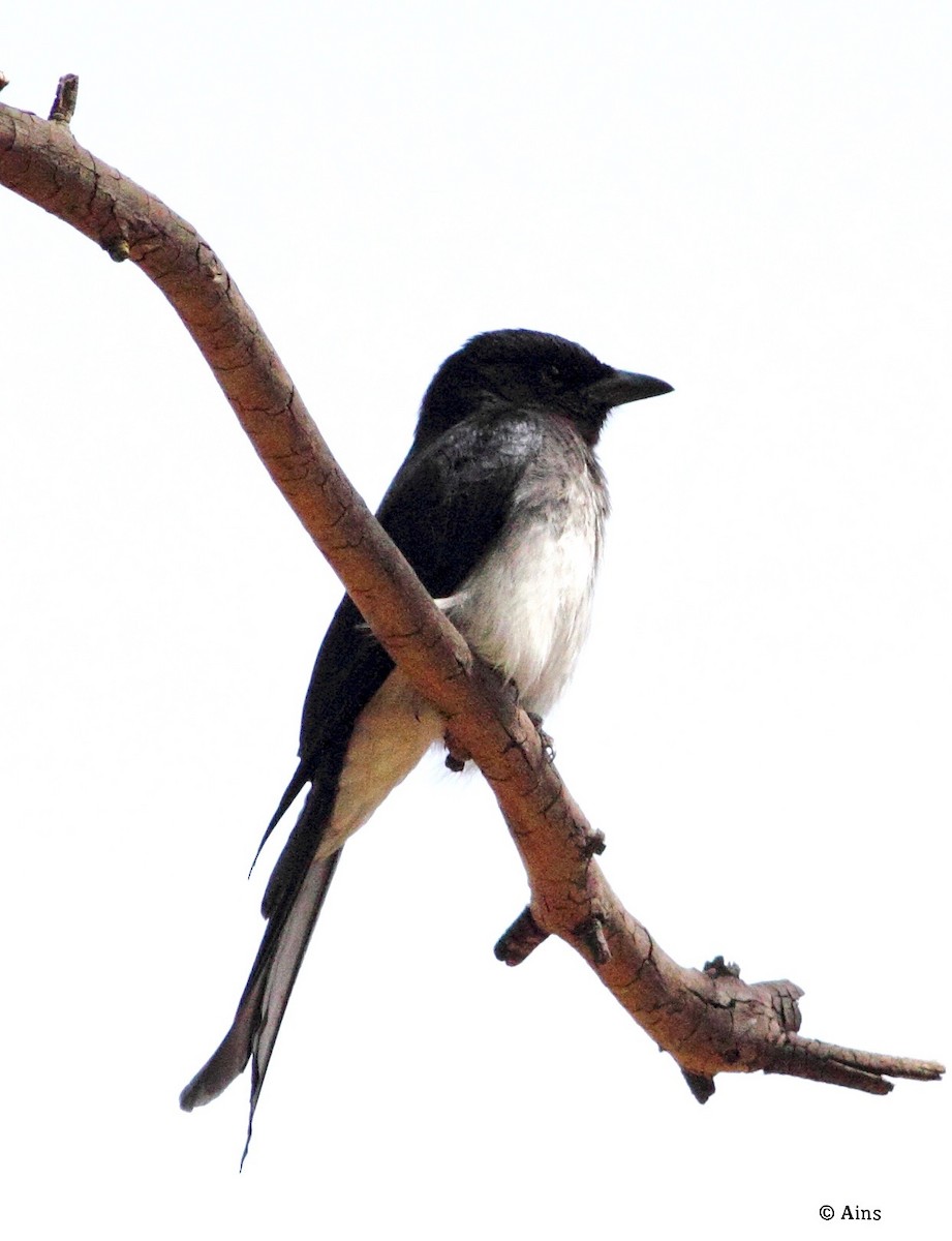 White-bellied Drongo - Ains Priestman