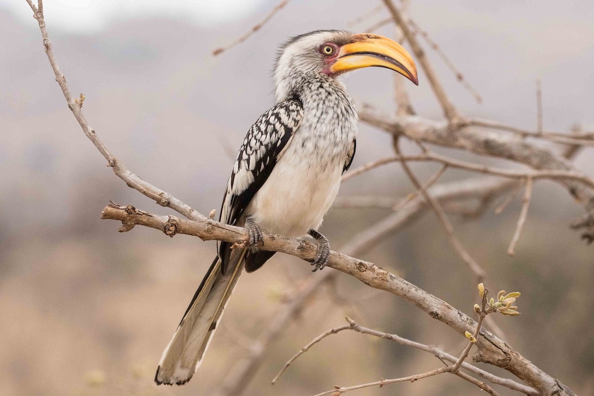 Southern Yellow-billed Hornbill - Eric VanderWerf