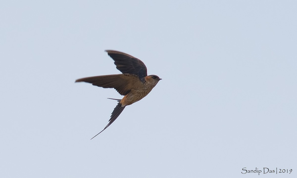 Red-rumped Swallow - ML144825521