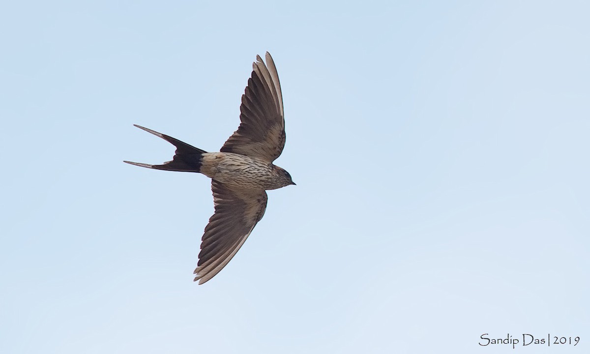 Red-rumped Swallow - ML144825551