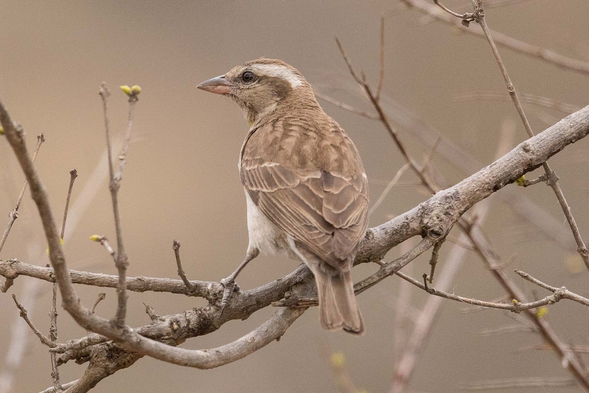 Yellow-throated Bush Sparrow - Eric VanderWerf