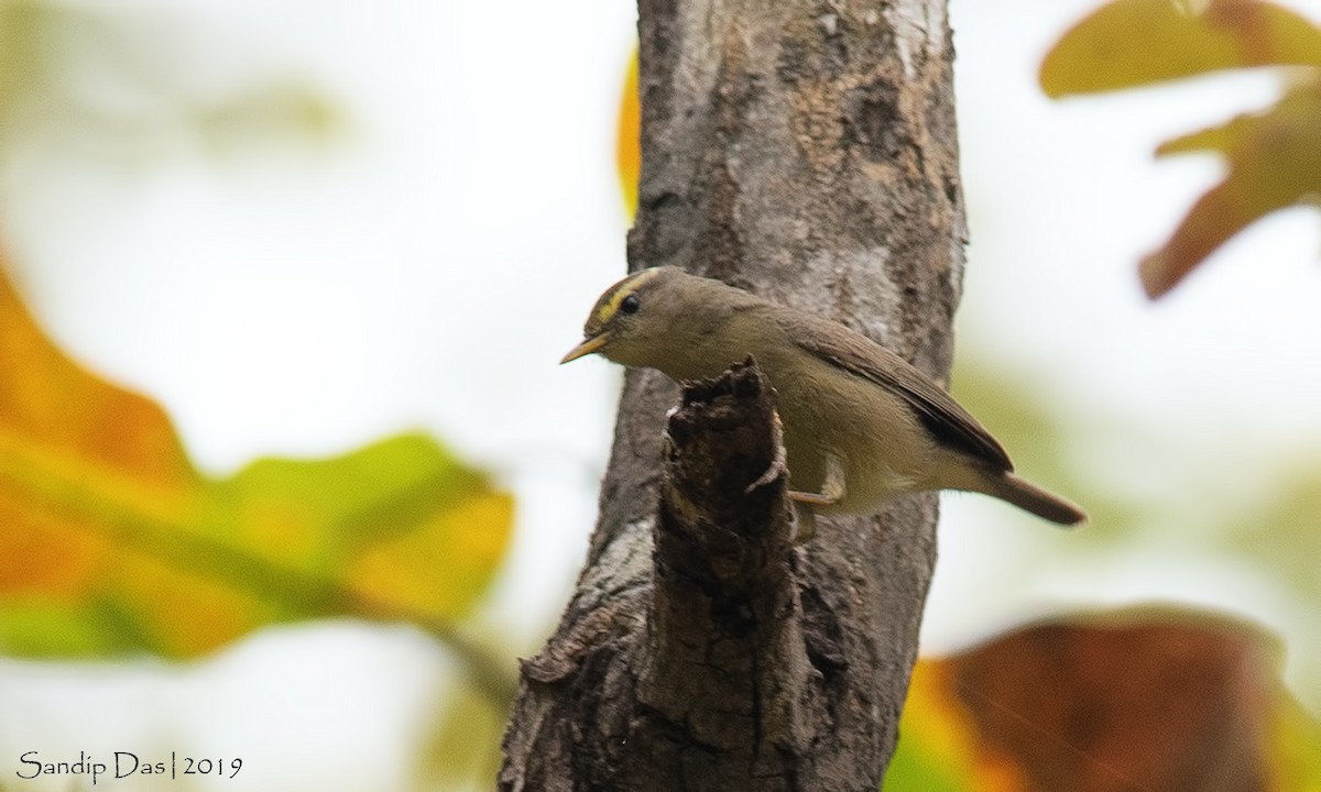 Sulphur-bellied Warbler - Sandip Das