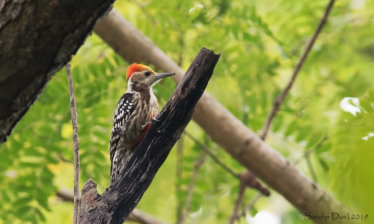 Yellow-crowned Woodpecker - ML144826001