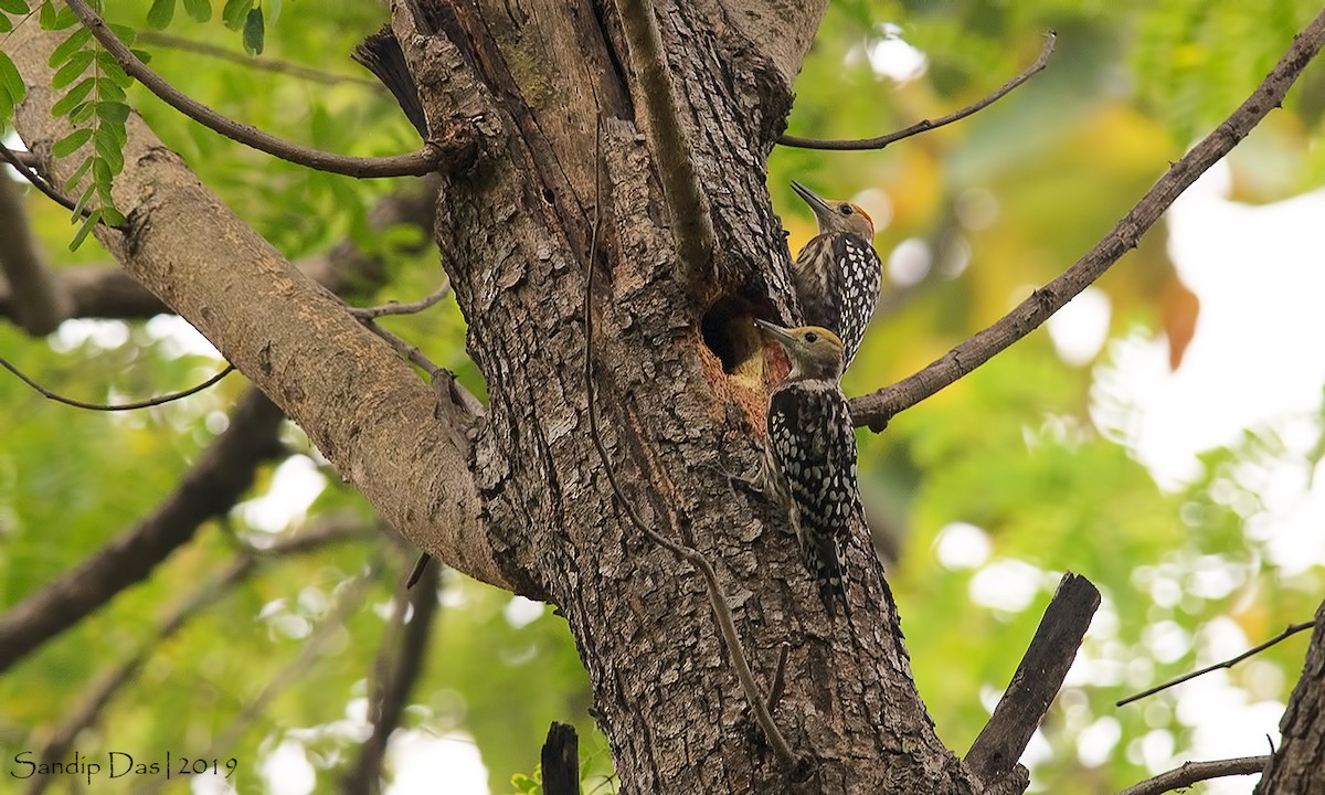 Yellow-crowned Woodpecker - ML144826011